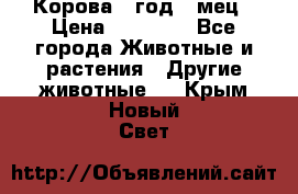 Корова 1 год 4 мец › Цена ­ 27 000 - Все города Животные и растения » Другие животные   . Крым,Новый Свет